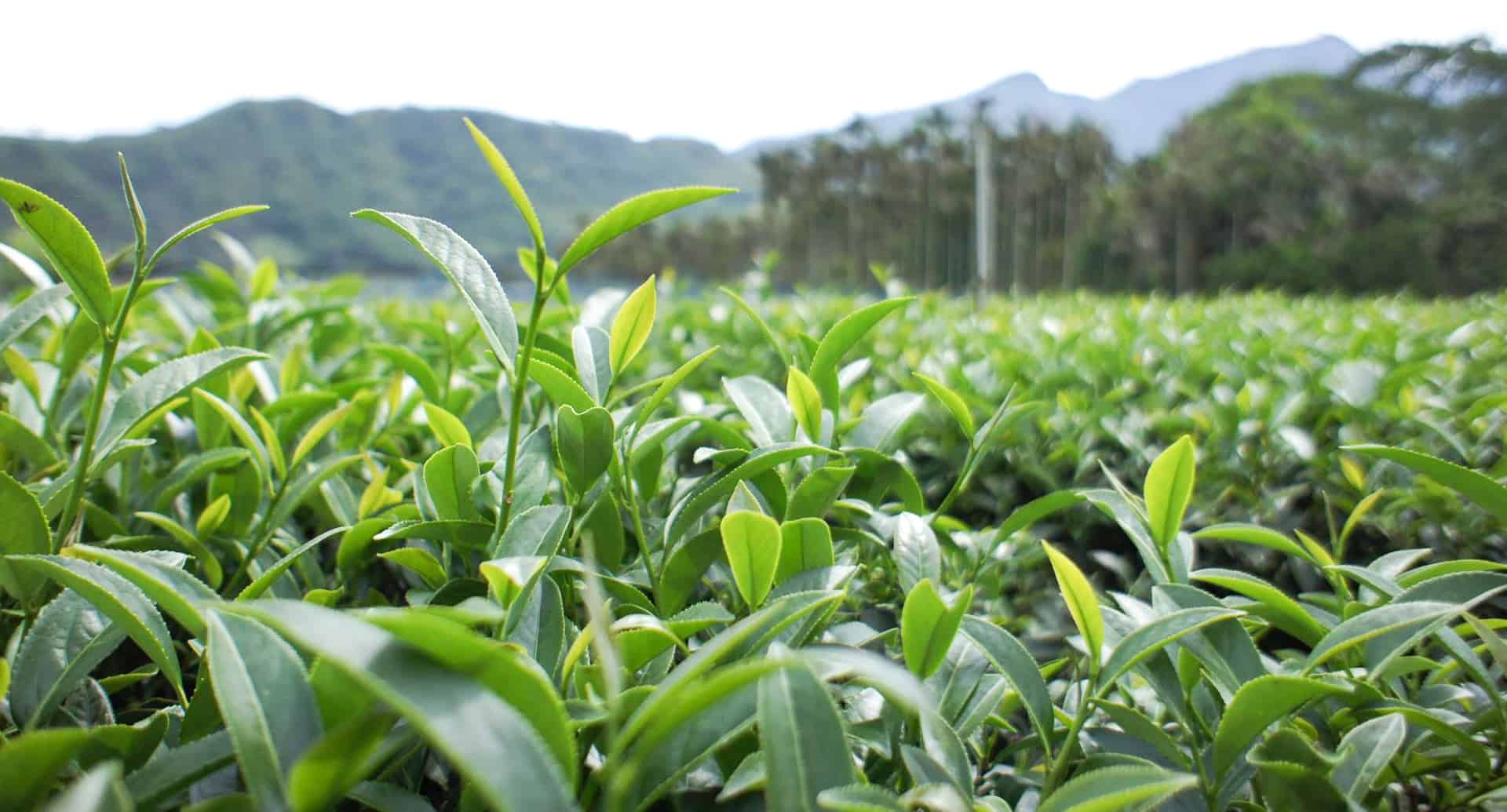 Tea image 2